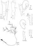 Cladocarpus unilateralis