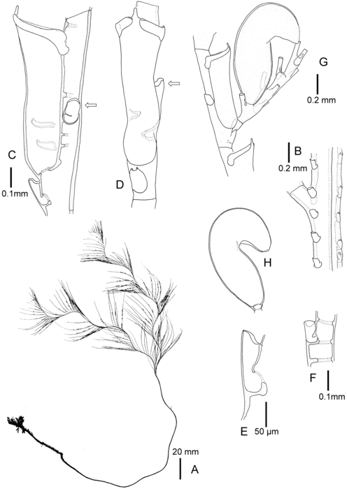 Cladocarpus unilateralis Cladocarpus unilateralis
