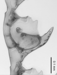 Macrorhynchia crestata
