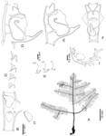 Macrorhynchia crestata