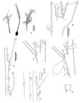 Schizotricha longinema