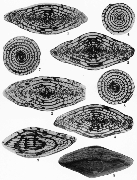 Triticites ventricosus (Meek &amp; Hayden, 1859) emend. Thompson, 1954