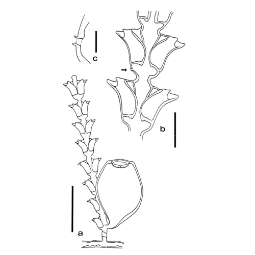 Amphisbetia minima; New Zealand