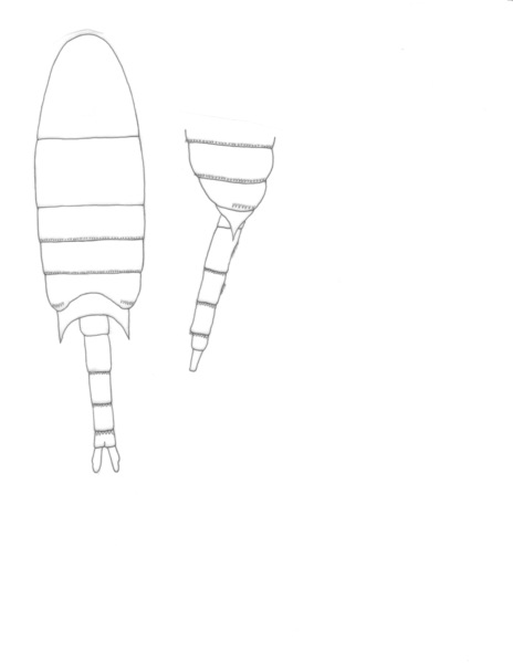 cristobalensis body cristobalensis body