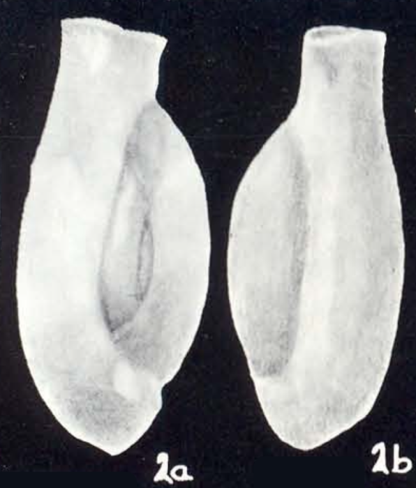 Edentostomina (?) marginata McCulloch, 1981 Edentostomina (?) marginata McCulloch, 1981