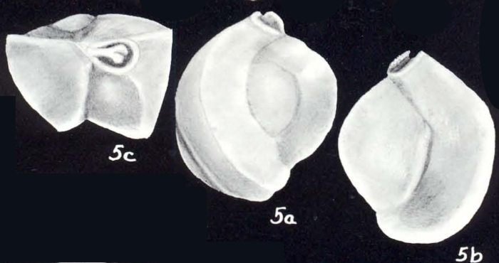 Triloculina concisiformis McCulloch, 1981 Triloculina concisiformis McCulloch, 1981