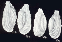 Triloculina caledoniana McCulloch, 1981, author: Consorti, Lorenzo