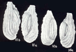 Triloculina caledoniana McCulloch, 1981