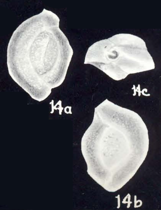Quinqueloculina sinuosiformis McCulloch, 1981 Quinqueloculina sinuosiformis McCulloch, 1981