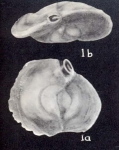 Quinqueloculina (?) falsa McCulloch, 1981, author: Consorti, Lorenzo