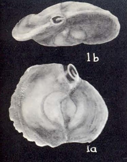 Quinqueloculina (?) falsa McCulloch, 1981 Quinqueloculina (?) falsa McCulloch, 1981