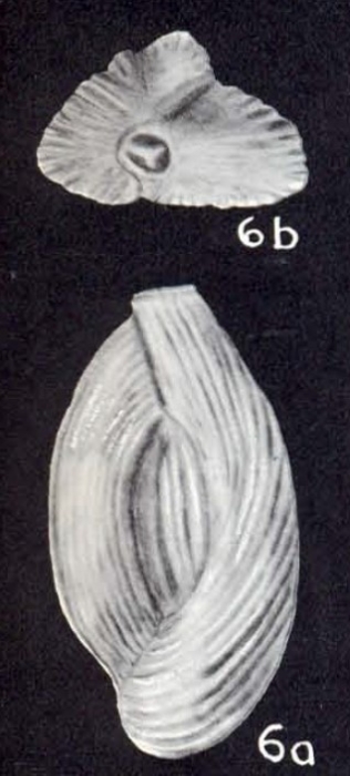 Quinqueloculina crassiformata McCulloch, 1981 Quinqueloculina crassiformata McCulloch, 1981