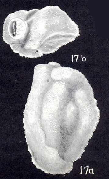 Miliammina (?) tortugaensis McCulloch, 1981 Miliammina (?) tortugaensis McCulloch, 1981