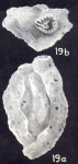 Dentostomina capelavelaensis McCulloch, 1981
