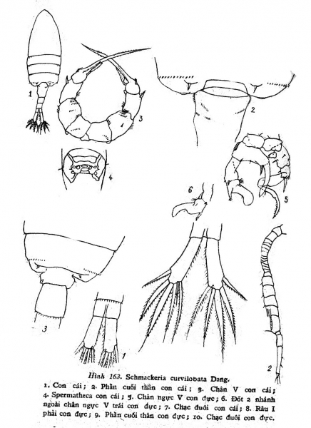 curvilobatus body & P5 curvilobatus body & P5