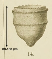 Ptychocylis drygalskii Brandt, 1896, author: Dolan, John
