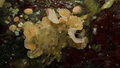 Reteporella magallensis