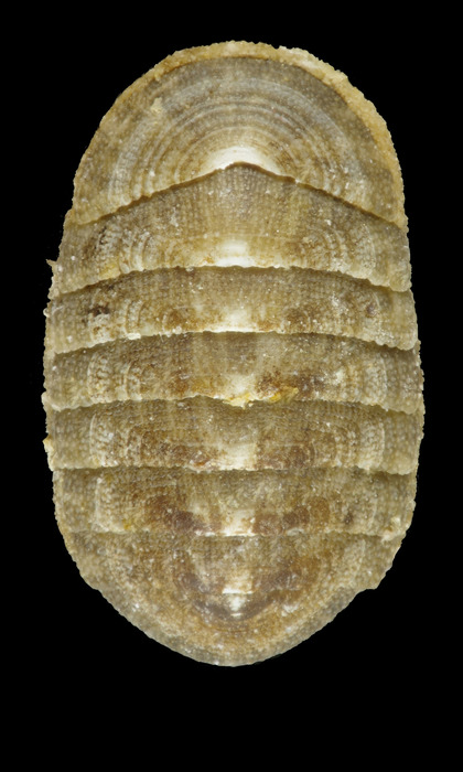 Belknapchiton alveolus (Lovén, 1846) - Nordvagen Mageroya (Finnmark - Norway) 5.4 mm