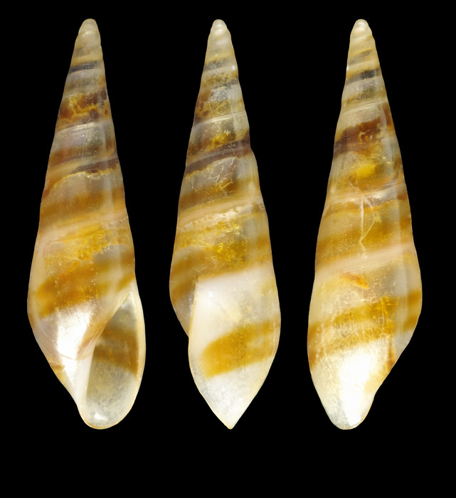 Eulima bivittata (A. Adams &amp; Reeve, 1853) - Iceland NW , 259-199 m, 5.6 mm