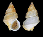 Buccinum glaciale Linnaeus, 1761 - Svalbard, 67.0 mm