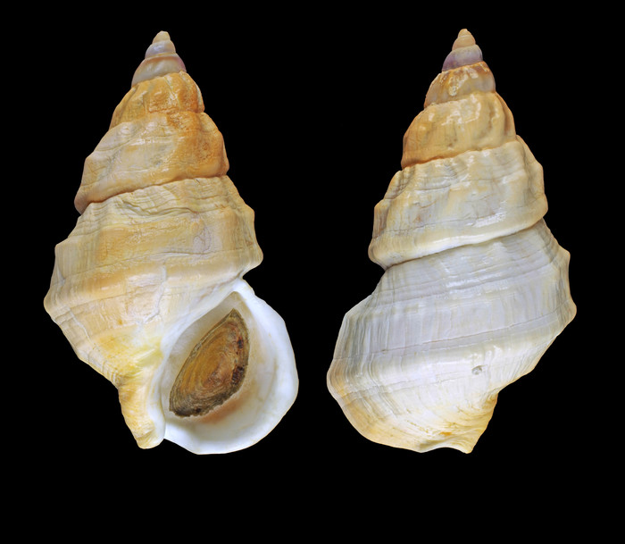 Buccinum glaciale Linnaeus, 1761 - Svalbard, 67.0 mm