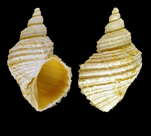 Ariadnaria borealis (Broderip & G. B. Sowerby I, 1829) - Hólmanes (Iceland E), 15.8 mm Ariadnaria borealis (Broderip & G. B. Sowerby I, 1829) - Hólmanes (Iceland E), 15.8 mm