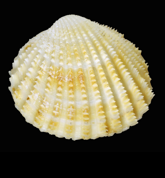 Goethemia elegantula (Møller, 1842) - Reykjarfjördur (Iceland N) - 9.4 mm