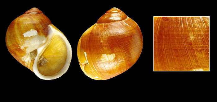 Euspira tenuistriata (Dautzenberg &amp; H. Fischer, 1911) - Iceland NW - 22.3 mm