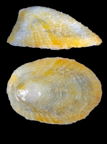Iothia fulva (O. F. Müller, 1776) - Iceland W - 3.7 mm