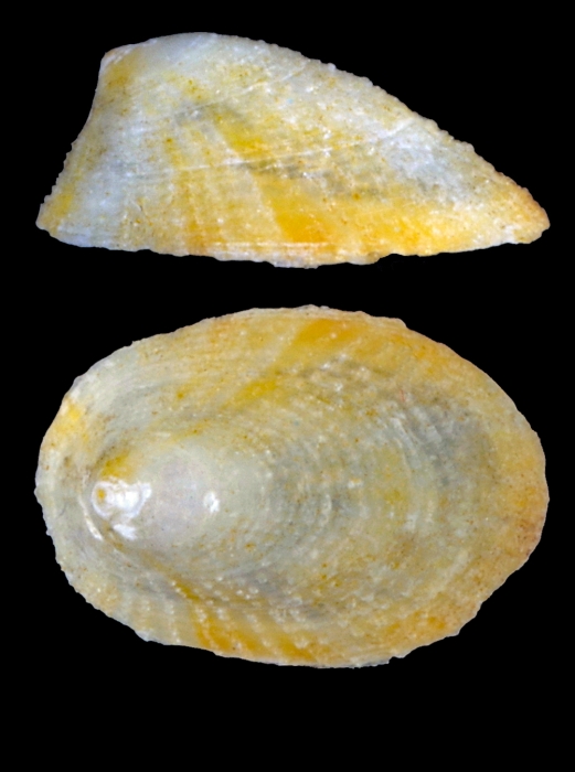 Iothia fulva (O. F. Müller, 1776) - Iceland W - 3.7 mm