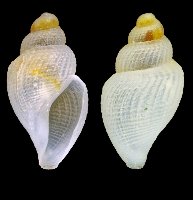 Oenopota tenuicostata (G. O. Sars, 1878) - Iceland NW - 4.7 mm