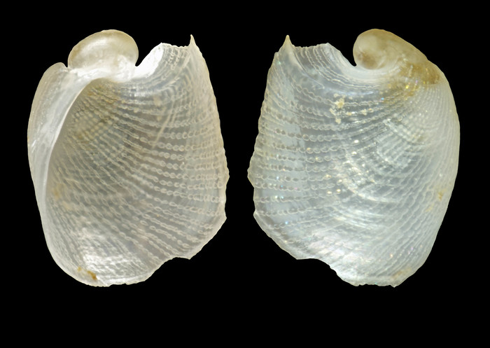 Philine angulata Jeffreys, 1867 - Iceland NW - 1.8 mm