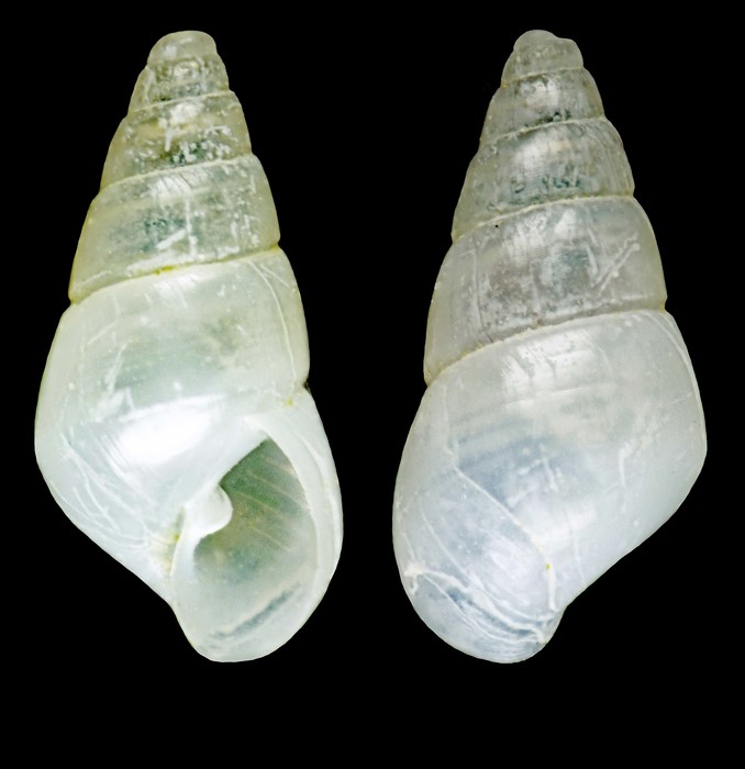 Megastomia lorioli (Hornung &amp; Mermod, 1924) - Yumurtalik (Turkey), 2.6 mm