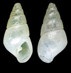 Megastomia lorioli (Hornung & Mermod, 1924) - Yumurtalik (Turkey), 2.6 mm