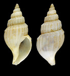 Propebela scalaris (Møller, 1842) - Iceland W, 19.8 mm