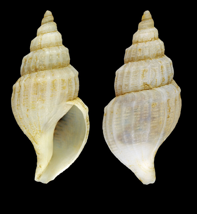 Propebela scalaris (Møller, 1842) - Iceland W, 19.8 mm