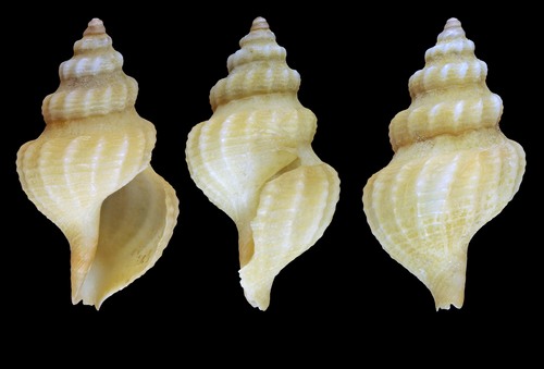 Pleurotomella packardii A. E. Verrill, 1872 - Iceland W - 15.0 mm Pleurotomella packardii A. E. Verrill, 1872 - Iceland W - 15.0 mm