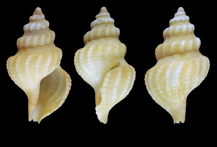 Pleurotomella packardii A. E. Verrill, 1872 - Iceland W - 15.0 mm