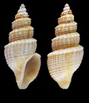 Propebela exarata (Møller, 1842) - Alta (Finnmark, Norway), 14.4 mm