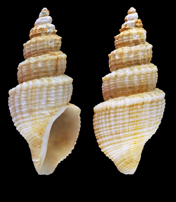 Propebela exarata (Møller, 1842) - Alta (Finnmark, Norway), 14.4 mm