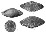 Triticites beedei Dunbar & Condra, 1927