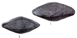 Triticites beedei Dunbar & Condra, 1927