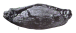 Triticites moorei Dunbar & Condra, 1927