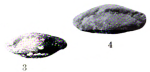 Triticites cullomensis var. pygmaeus Dunbar & Condra, 1927