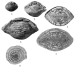 Triticites plummeri Dunbar & Condra, 1927