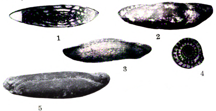 Triticites nebraskensis Thompson, 1934 Triticites nebraskensis Thompson, 1934