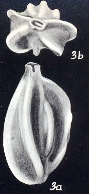 Quinqueloculina berthelotiformis McCulloch, 1981 Quinqueloculina berthelotiformis McCulloch, 1981