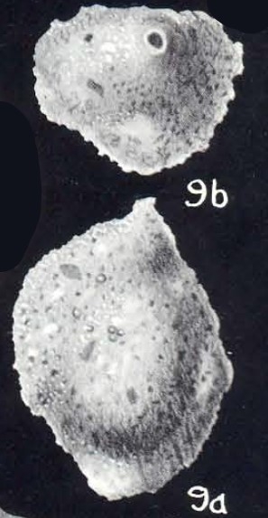 Sigmoilina cibaoensis subsp. crassiformis McCulloch, 1981 Sigmoilina cibaoensis subsp. crassiformis McCulloch, 1981
