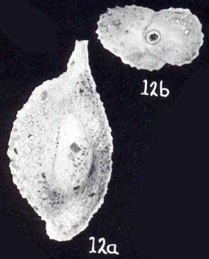 Sigmoilina cibaoensis subsp. diversa McCulloch, 1981 Sigmoilina cibaoensis subsp. diversa McCulloch, 1981