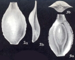 Pyrgo walshi McCulloch, 1981